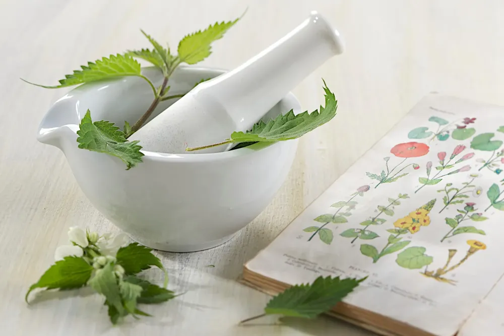 plante (1)