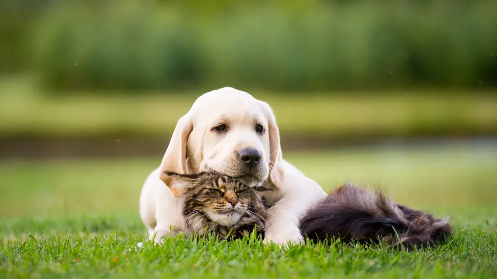 veterinaire (3)