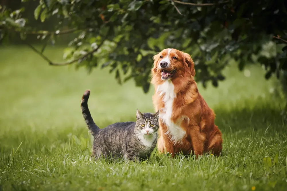 veterinaire (2)